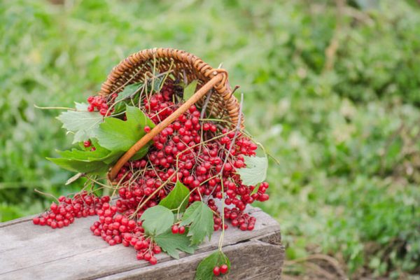 White aspen fruit recipes